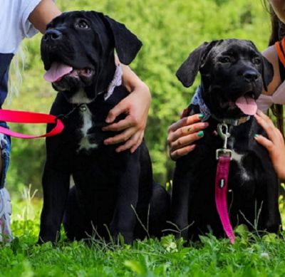 oglasi, Cane Corso istokrvni tenci